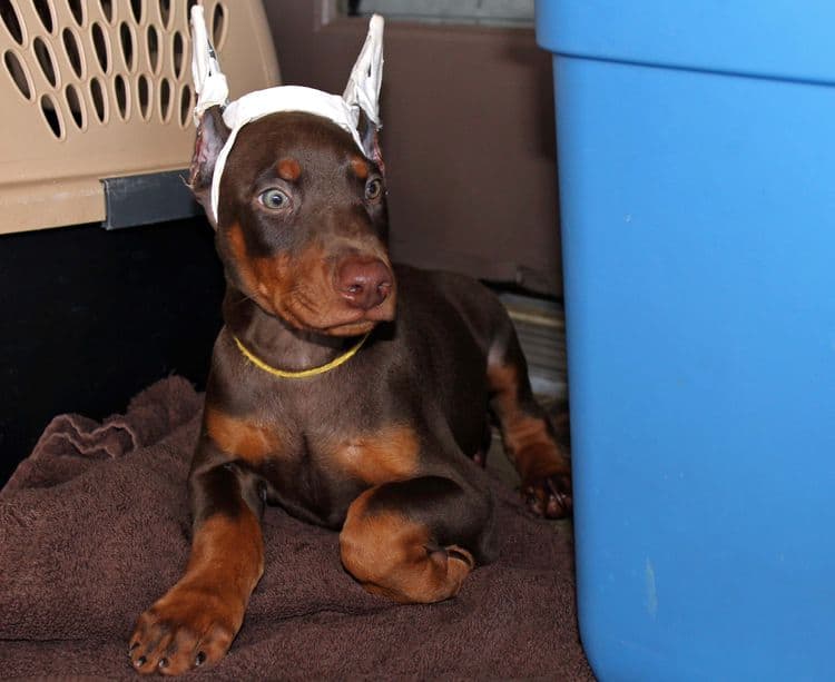 Red and rust male doberman puppy