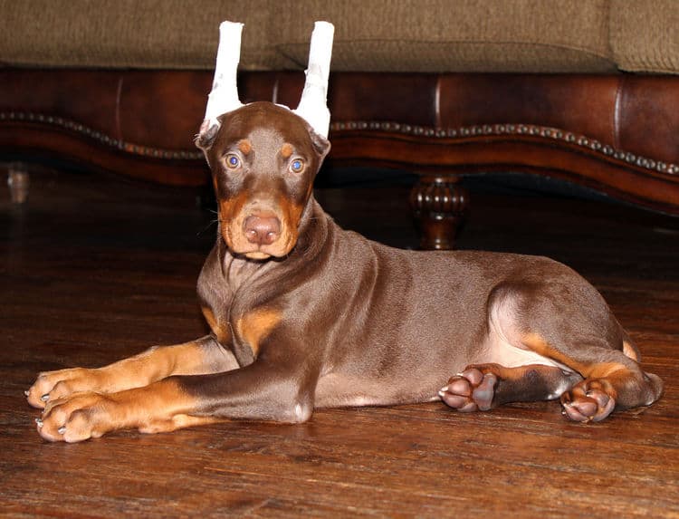 Red and rust male doberman puppy