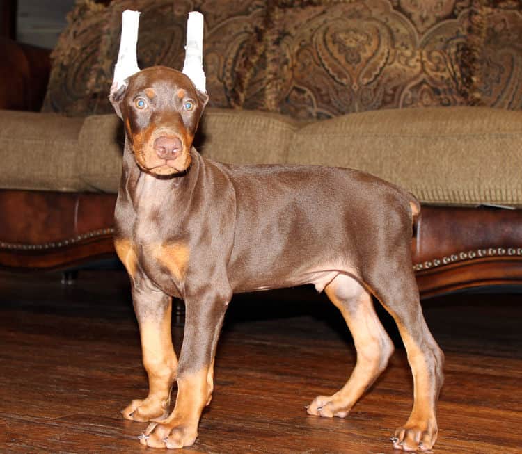 Red and rust male doberman puppy