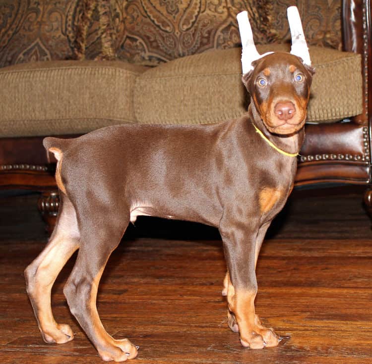 Red and rust male doberman puppy