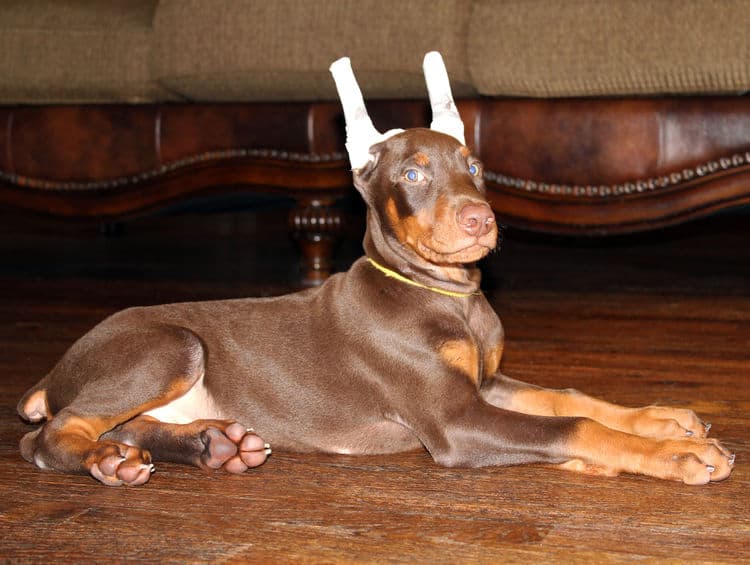 Red and rust male doberman puppy