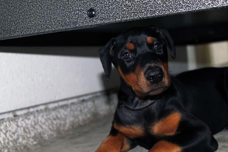 Black and rust female doberman puppy