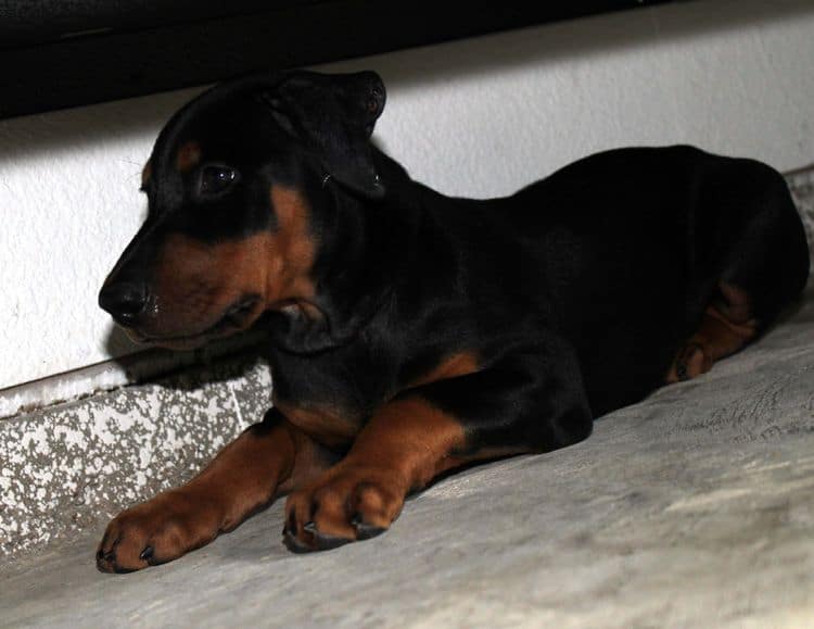 Black and rust female doberman puppy