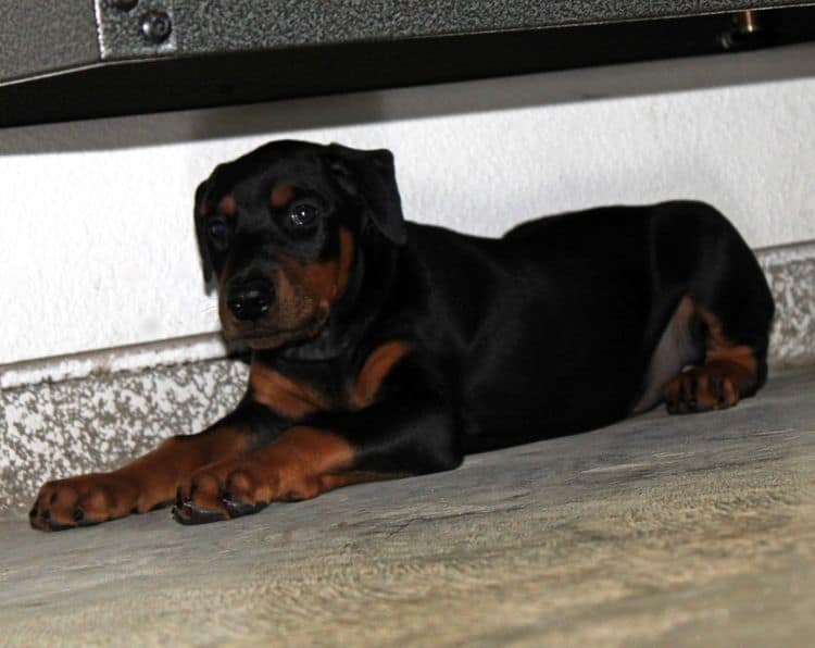 Black and rust female doberman puppy