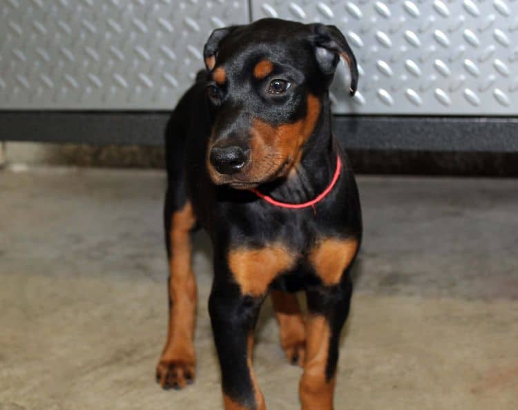 Black and rust female doberman puppy