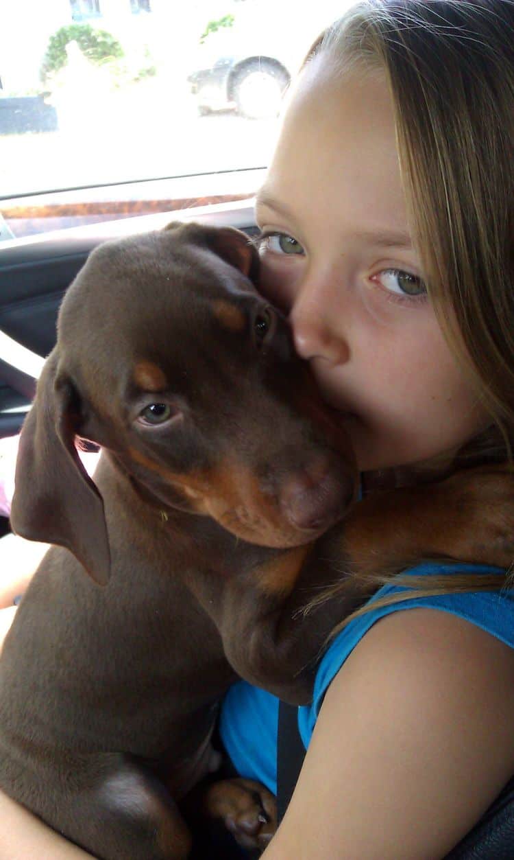 Red and rust male doberman puppy