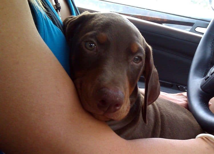 Red and rust male doberman puppy