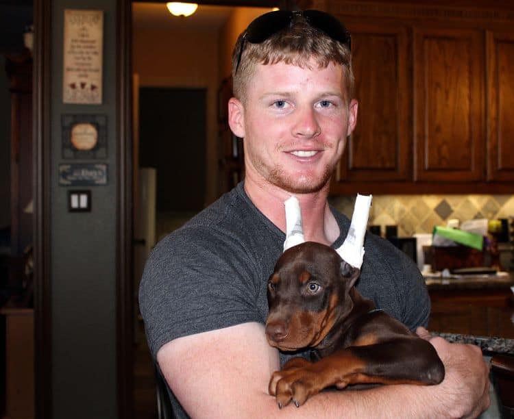 Red and rust male doberman puppy