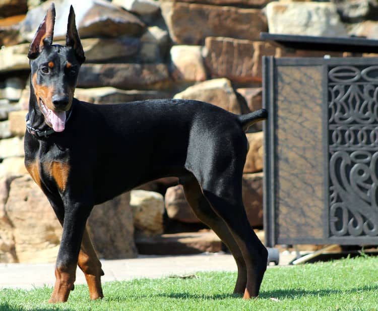 Cropped Black and rust male doberman puppy