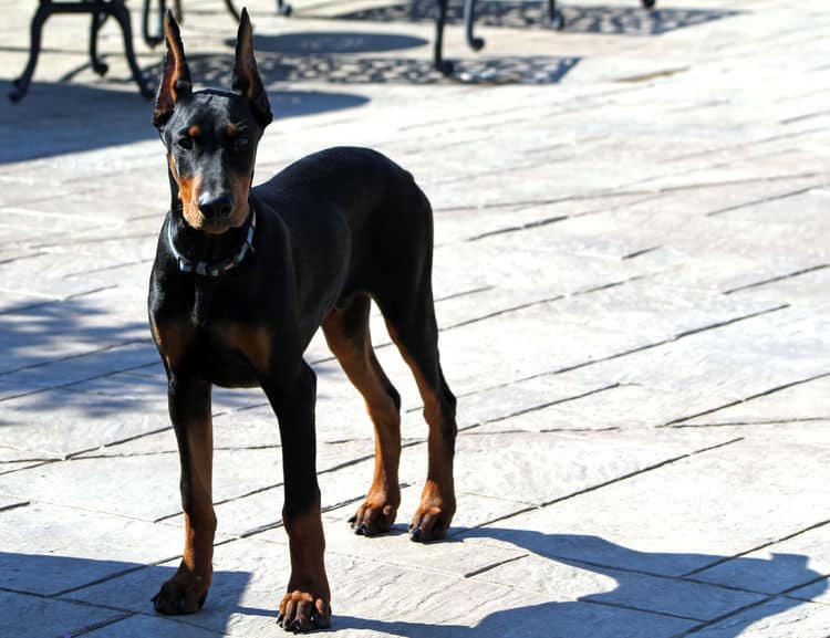 Cropped Black and rust male doberman puppy