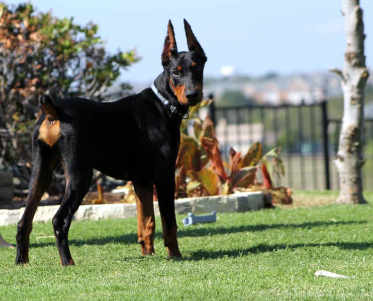 Cropped Black and rust male doberman puppy