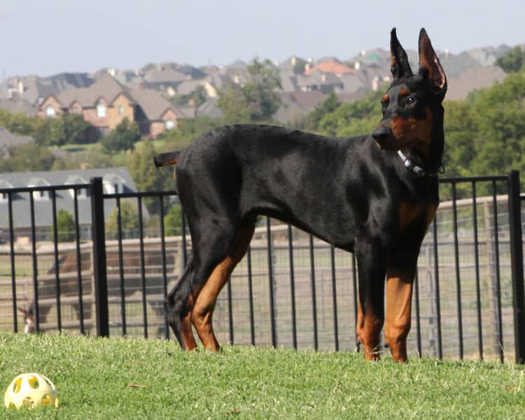 Cropped Black and rust male doberman puppy