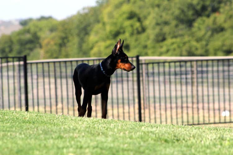 Cropped Black and rust male doberman puppy