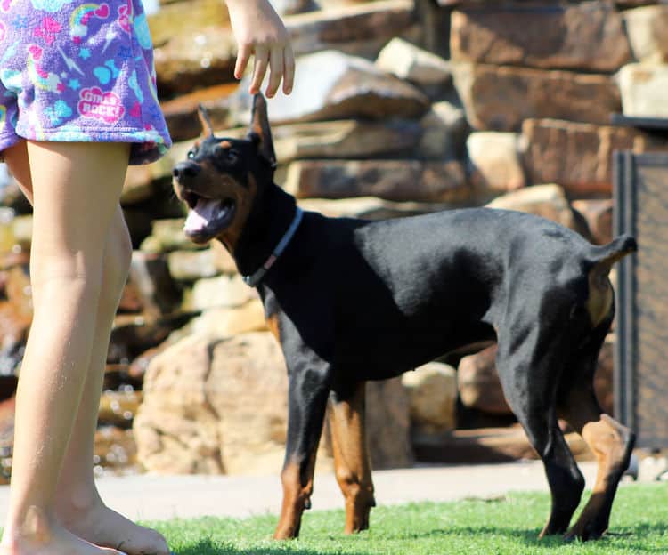 Cropped Black and rust male doberman puppy