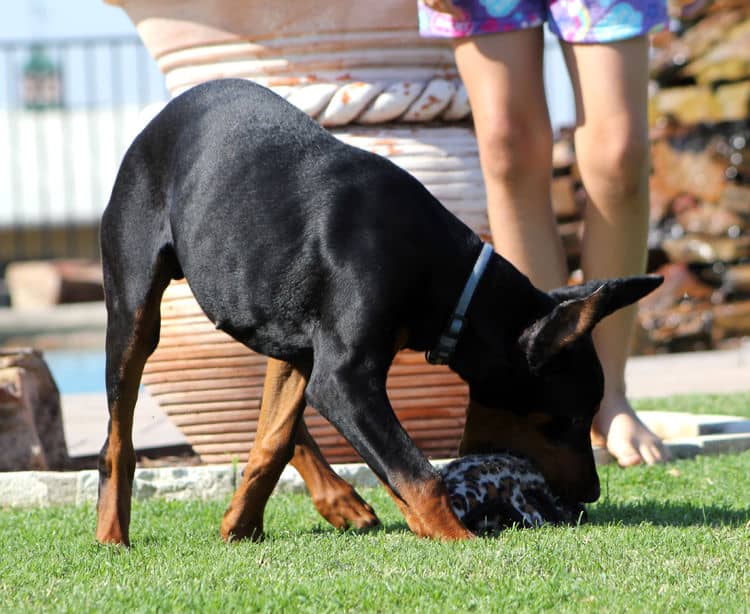 Cropped Black and rust male doberman puppy