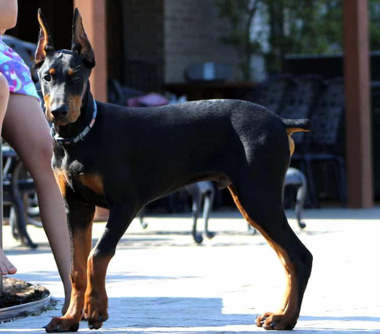 Cropped Black and rust male doberman puppy