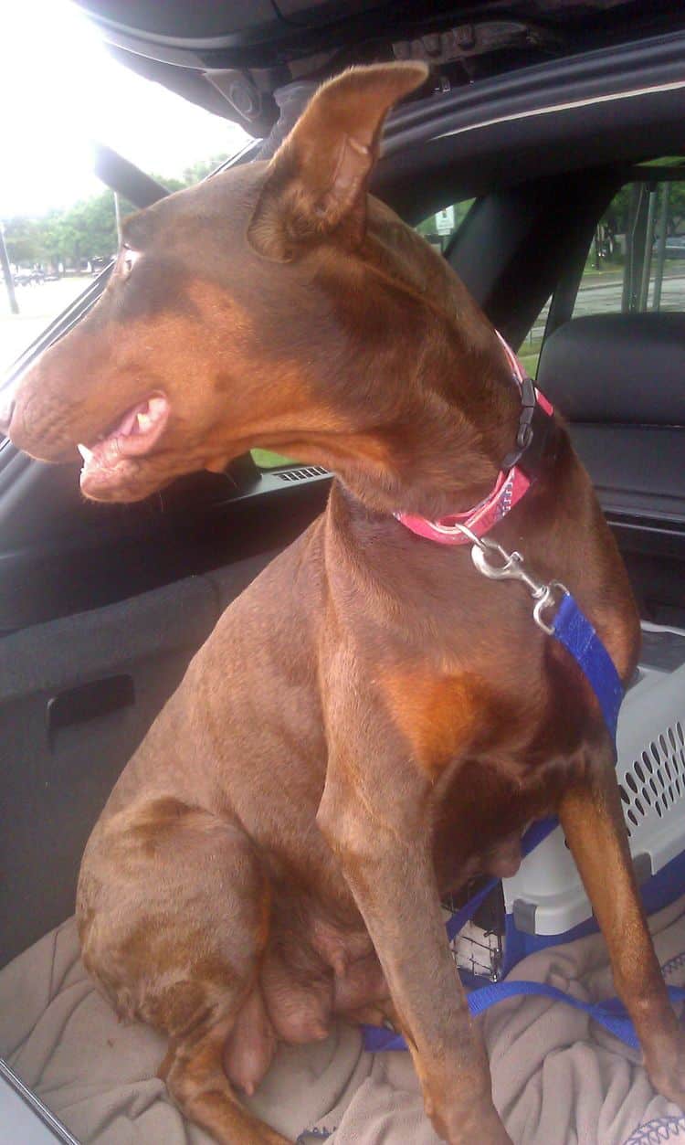 Doberman pups get tails docked and dew claws removed.