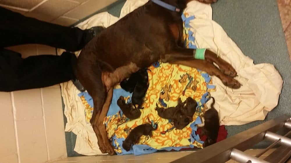 newborn dobermann puppies