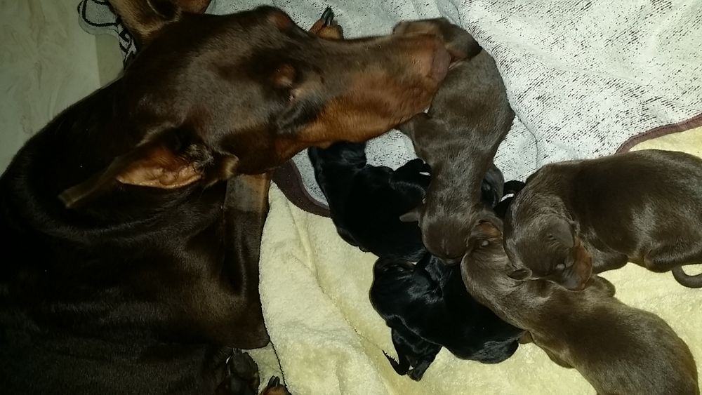 1 day old doberman puppies