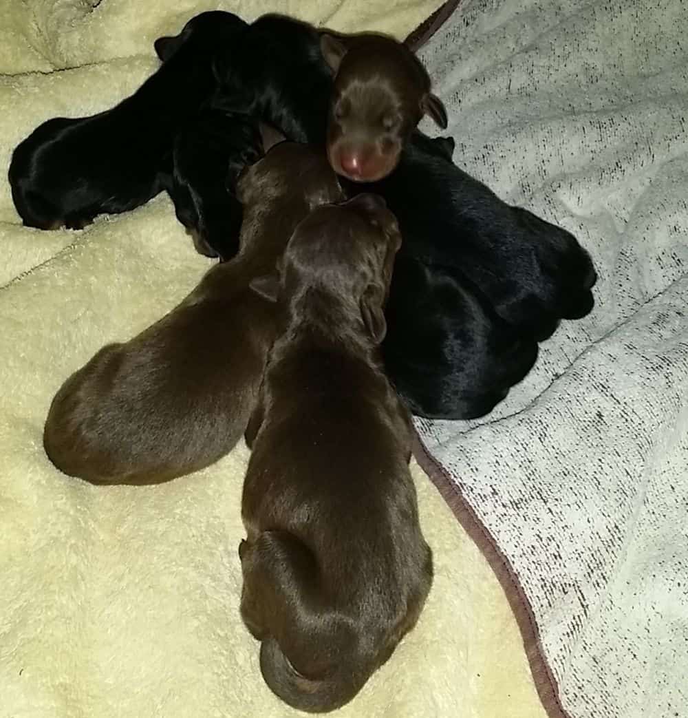 1 day old doberman puppies