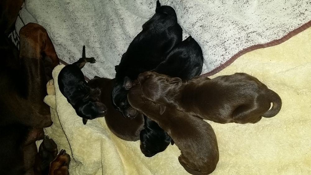 1 day old doberman puppies