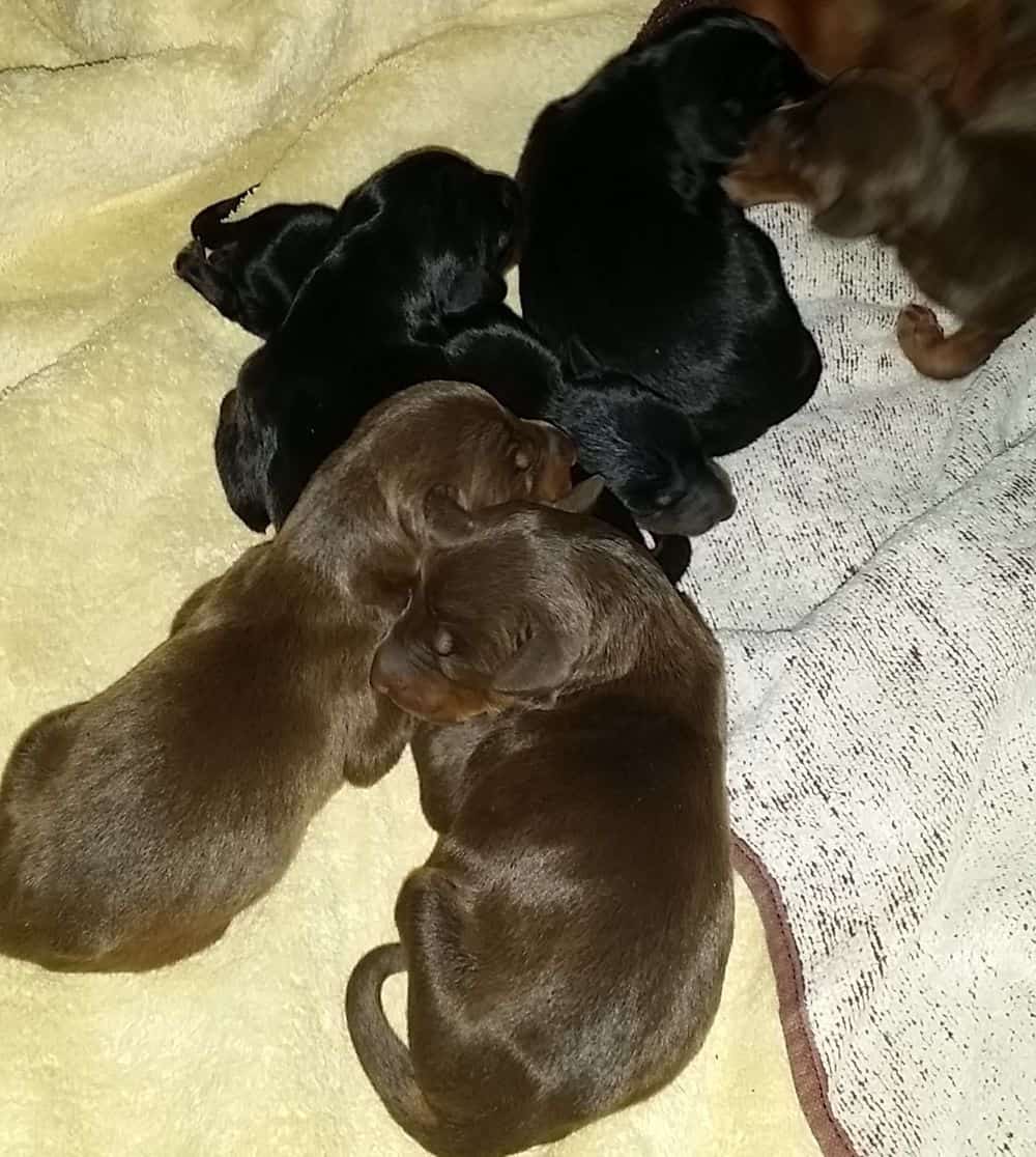 1 day old doberman puppies