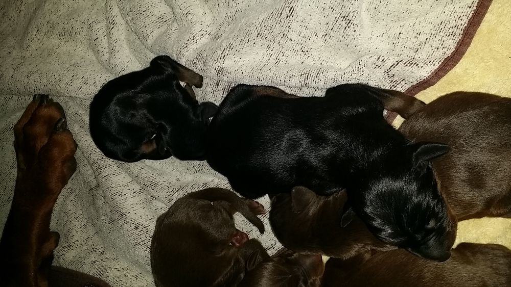 1 day old doberman puppies