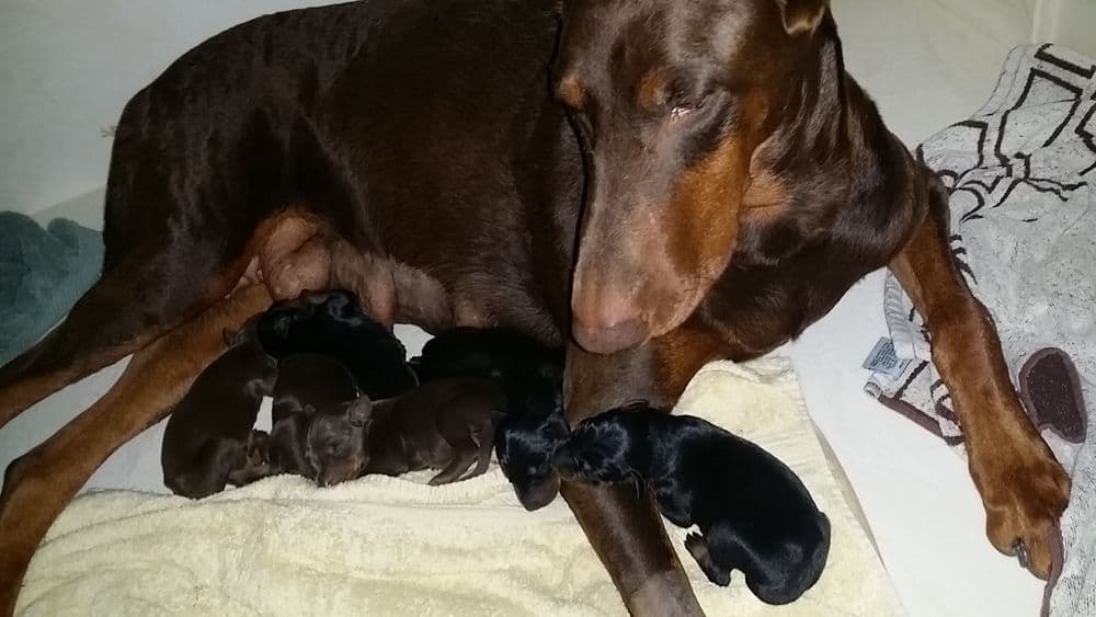 1 day old doberman puppies