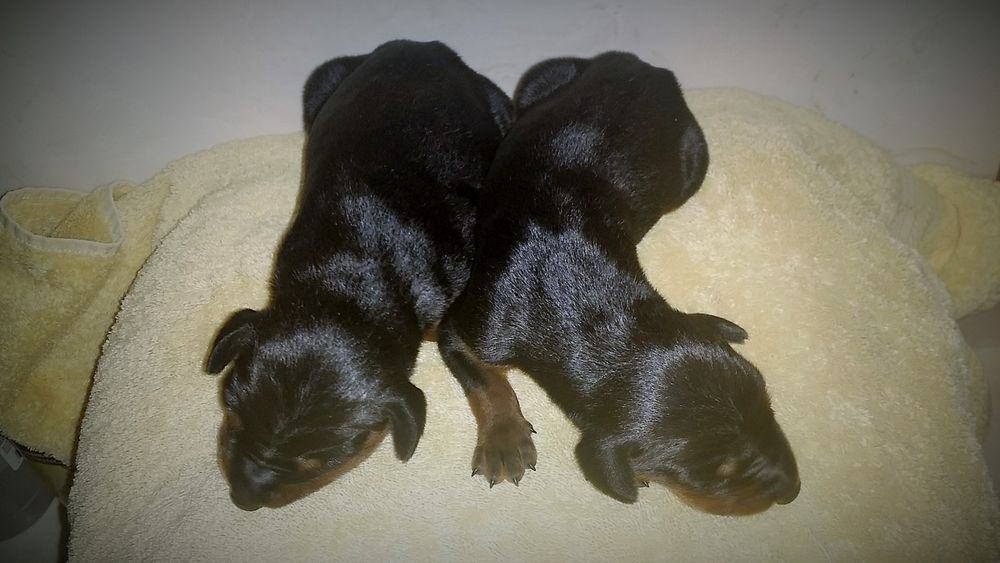 4 day old doberman puppies