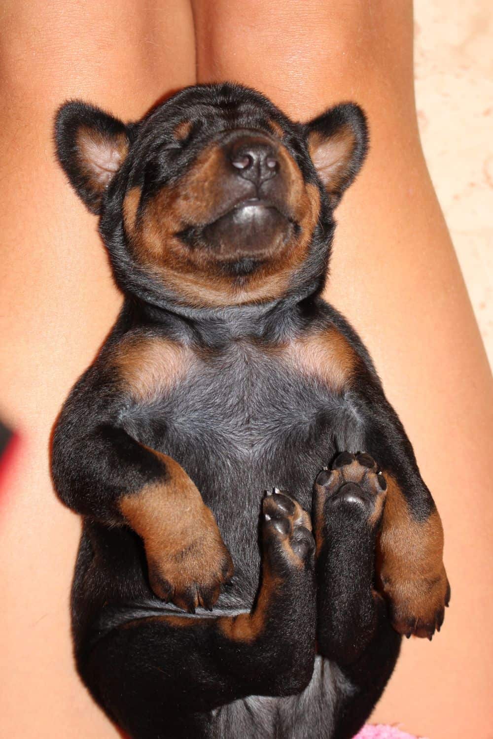 2 week old black and rust, red and rust doberman puppies