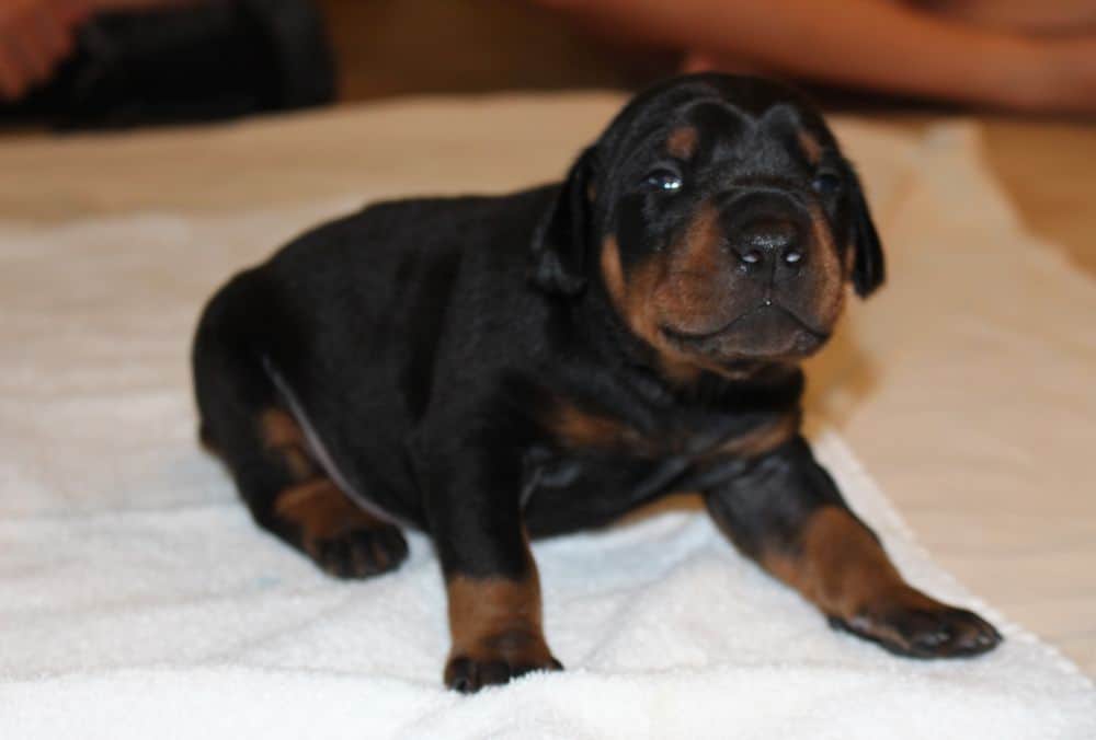 2 week old black and rust, red and rust doberman puppies