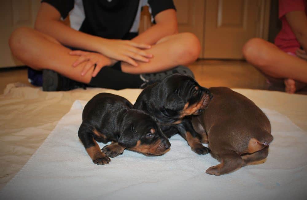 2 week old black and rust, red and rust doberman puppies