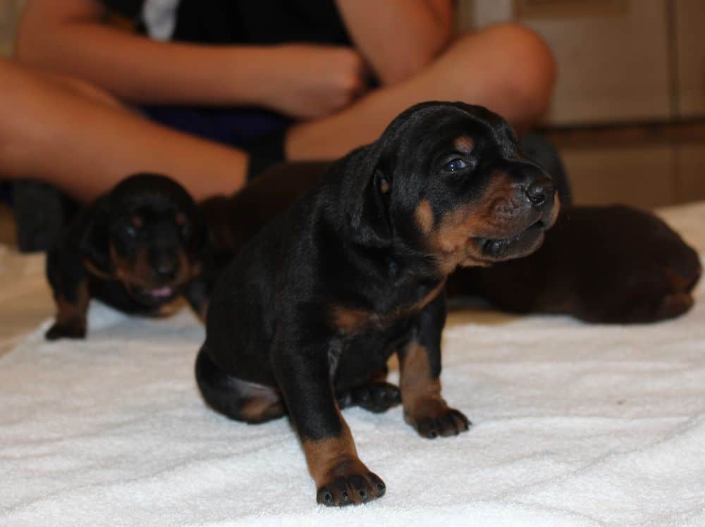 2 week old black and rust, red and rust doberman puppies