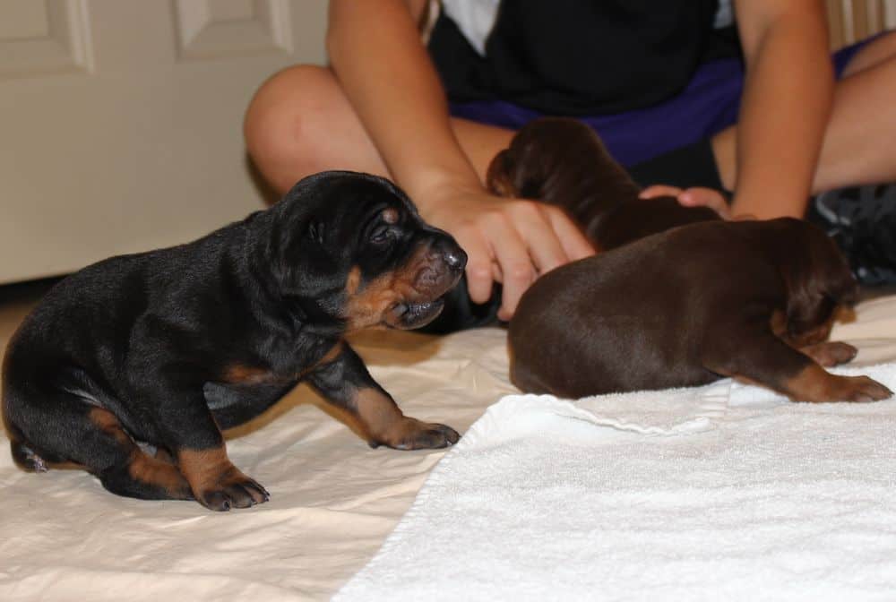 2 week old black and rust, red and rust doberman puppies