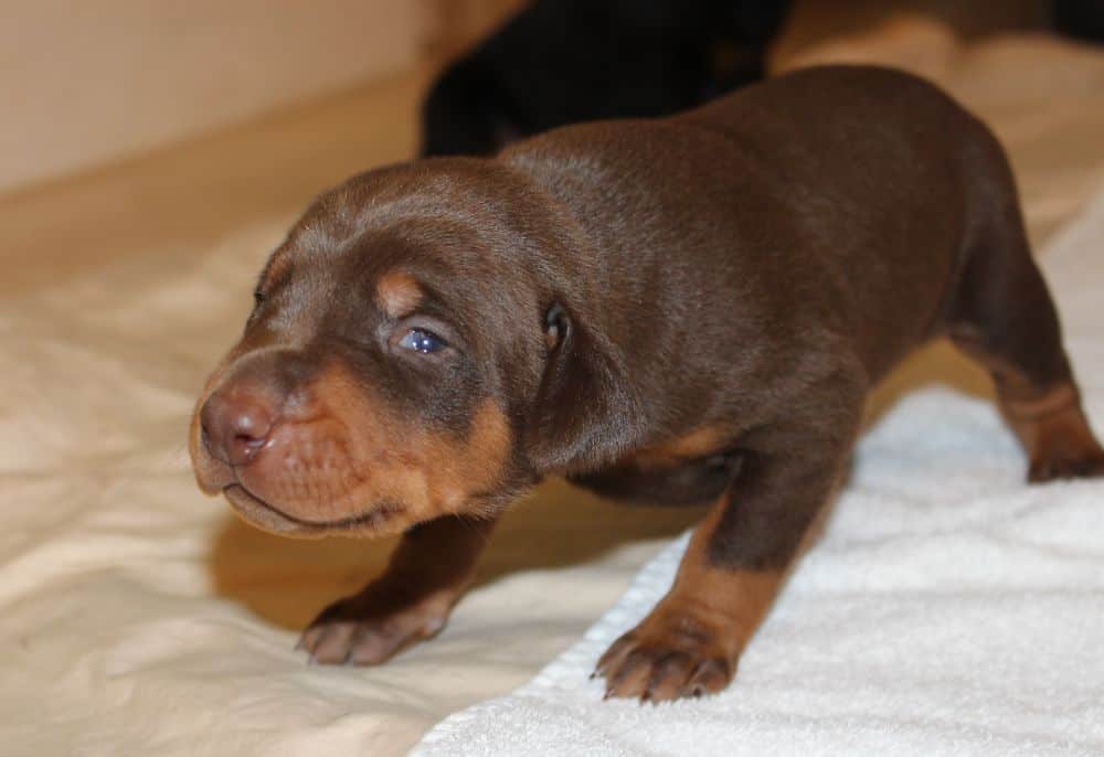 2 week old black and rust, red and rust doberman puppies