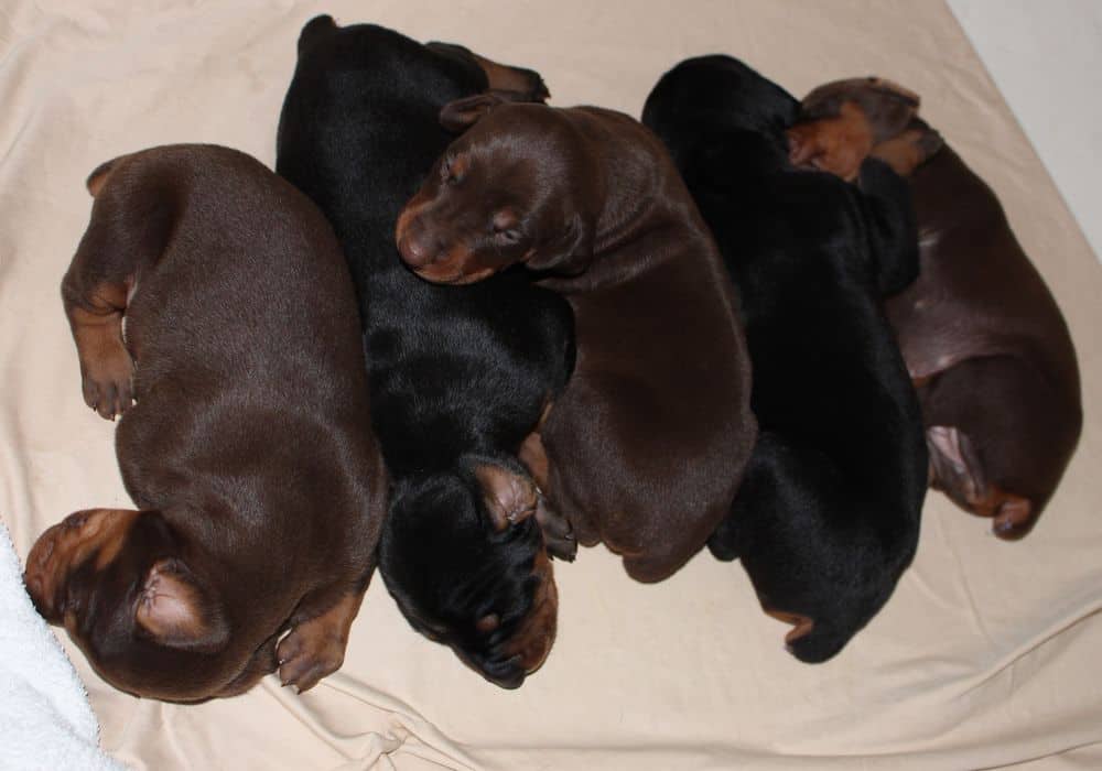 2 week old black and rust, red and rust doberman puppies