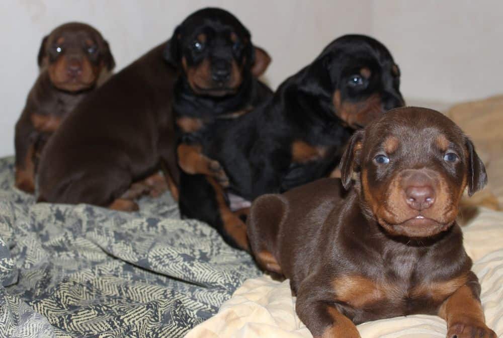 2-1/2  week old black and rust, red and rust doberman puppies