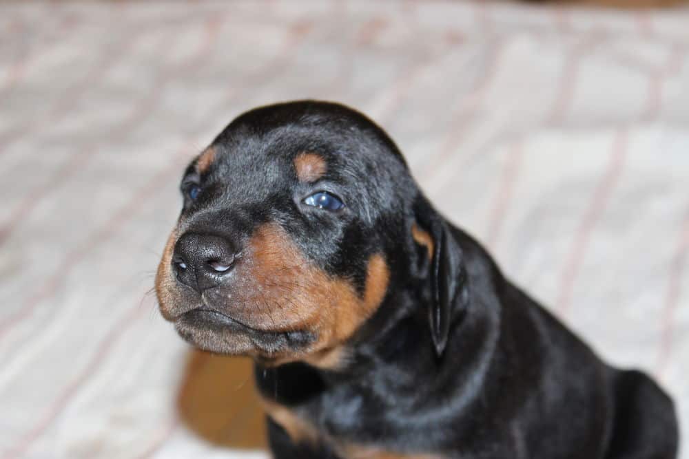 3 week old black and rust male doberman puppy