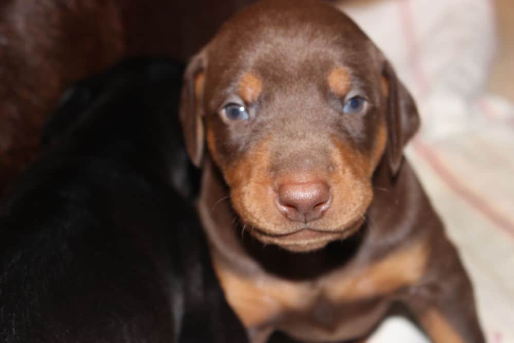 3 week old black and rust, red and rust doberman puppies