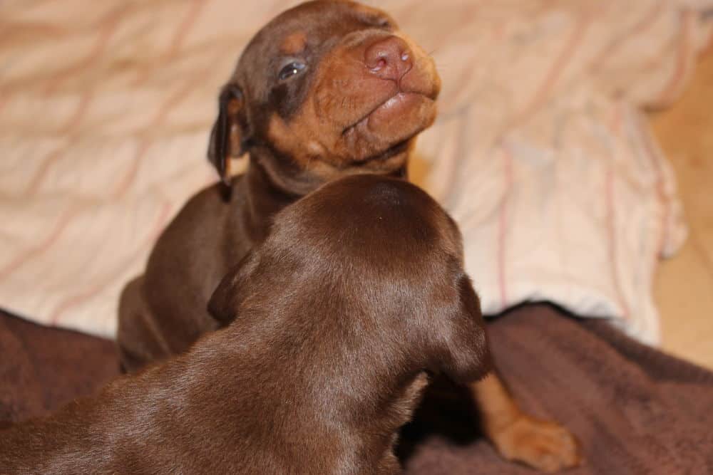 3 week old black and rust, red and rust doberman puppies