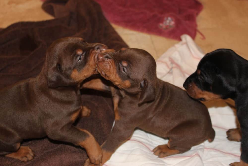 3 week old black and rust, red and rust doberman puppies