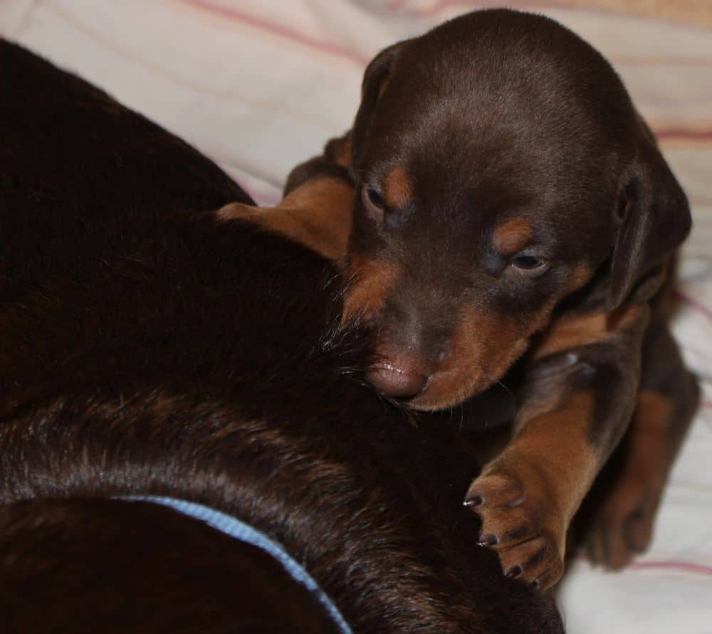 3 week old black and rust, red and rust doberman puppies