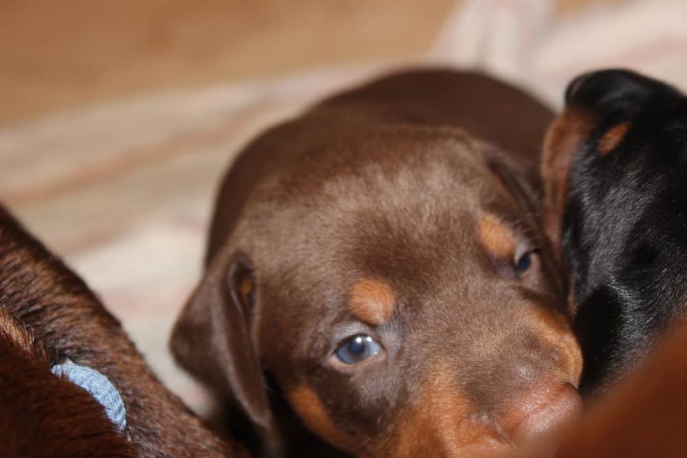 3 week old black and rust, red and rust doberman puppies