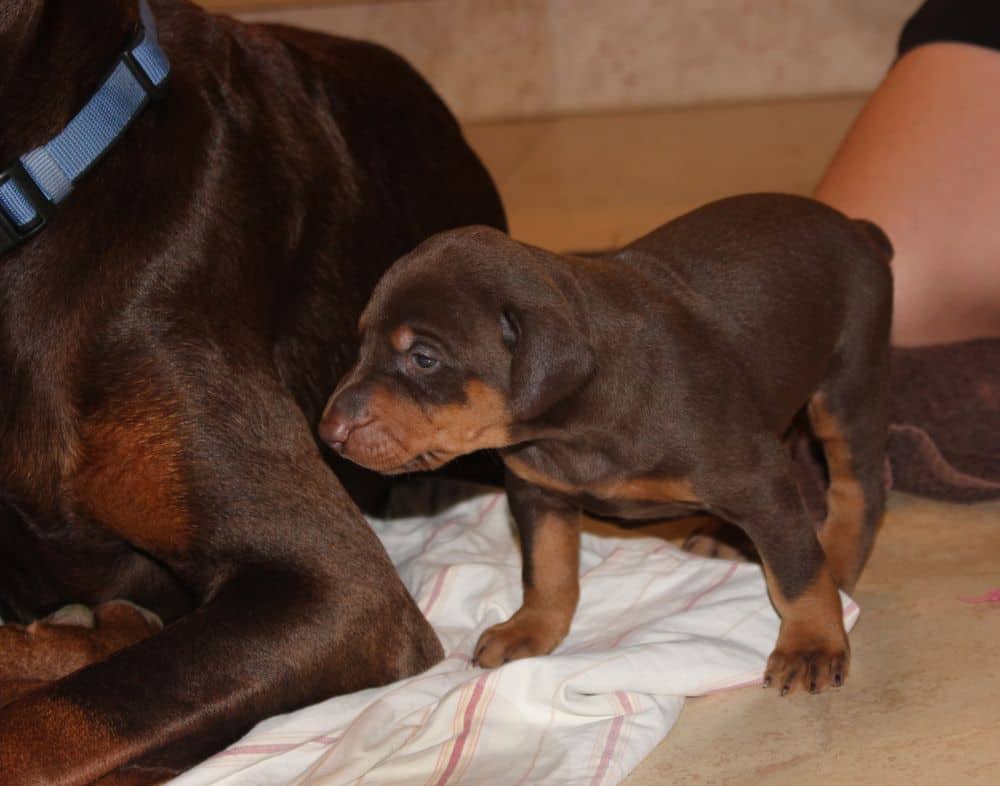 3 week old black and rust, red and rust doberman puppies