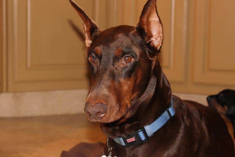 3 week old black and rust, red and rust doberman puppies