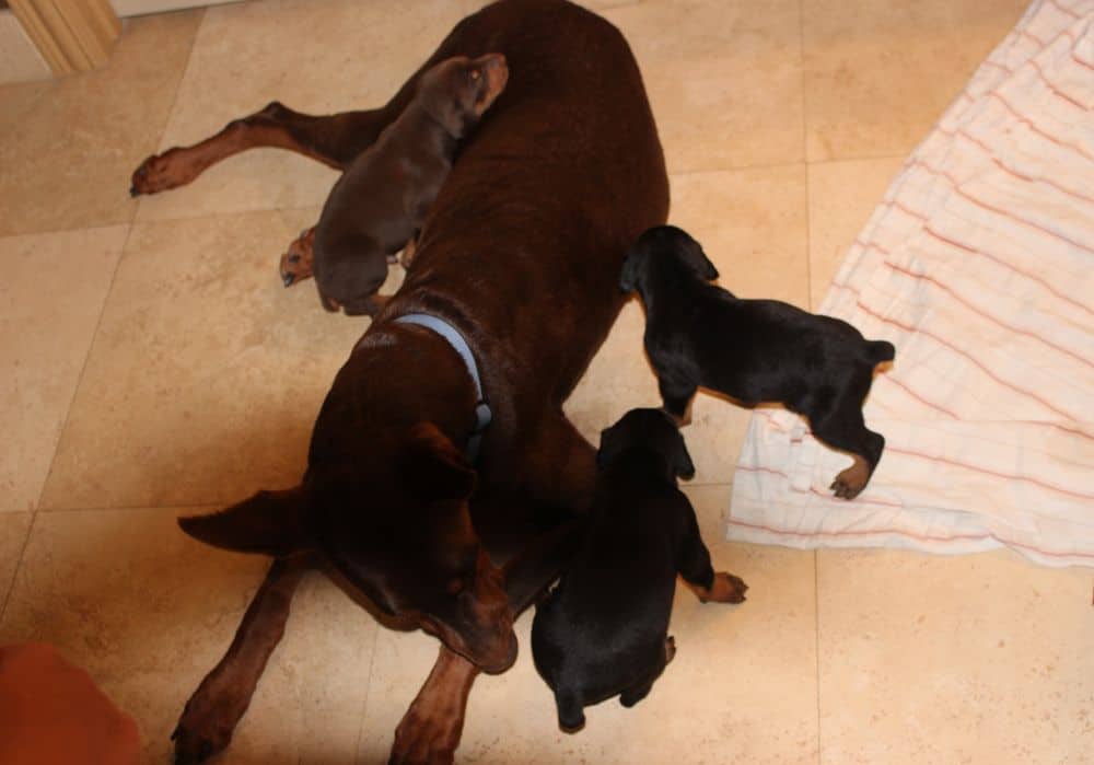 3 week old black and rust, red and rust doberman puppies