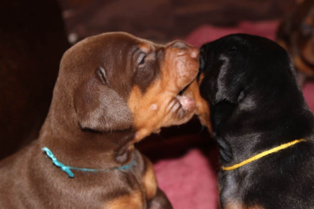 3 week old black and rust, red and rust doberman puppies