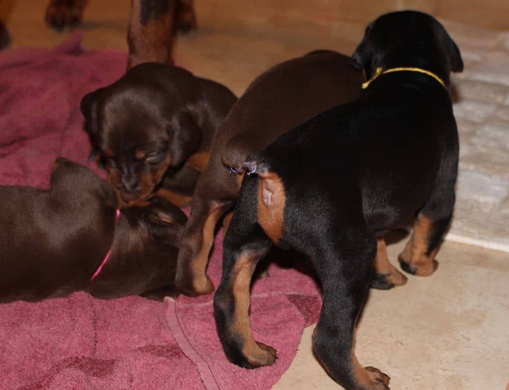 3 week old black and rust, red and rust doberman puppies