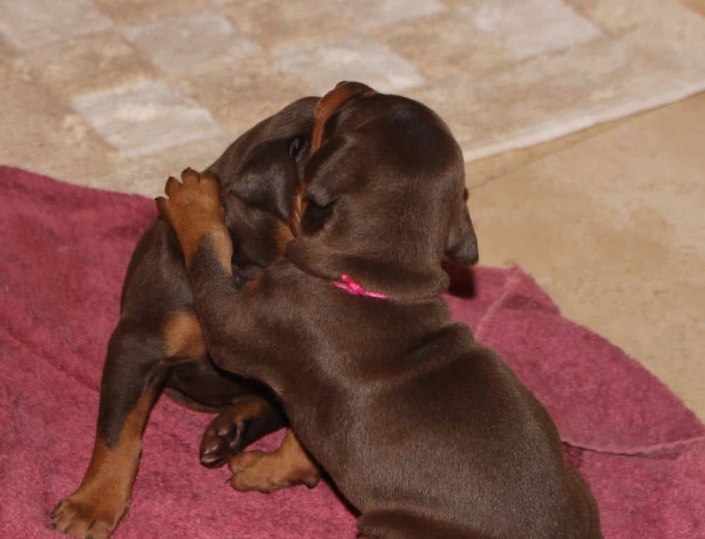 3 week old black and rust, red and rust doberman puppies