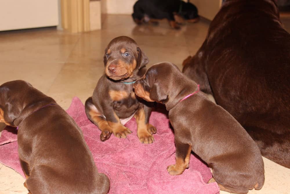 3 week old black and rust, red and rust doberman puppies